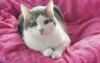 Daphnée, female 3yo Mixed Breed for adoption at Asso 4A