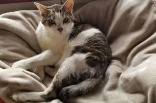 Bébert, male Mixed Breed for adoption at Asso 4A