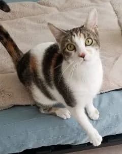 Choupie, female 3yo Mixed Breed for adoption at Asso 4A