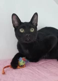 Teddy, male young Mixed Breed for adoption at Asso 4A