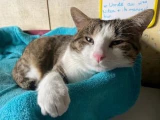 Jerry, male 4yo Mixed Breed for adoption at Asso 4A