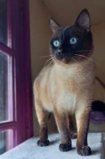 Jasper, male puppy Mixed Breed for adoption at Asso 4A