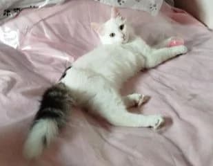 Peluche, male Mixed Breed for adoption at Asso 4A