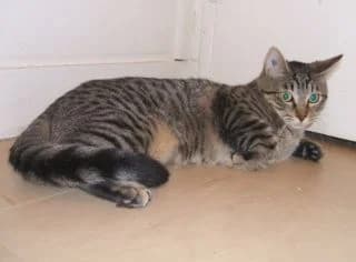 Florette, female puppy Mixed Breed for adoption at Asso 4A