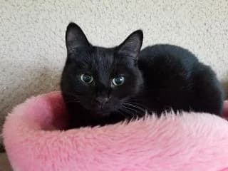 Oreo, male puppy Mixed Breed for adoption at Asso 4A