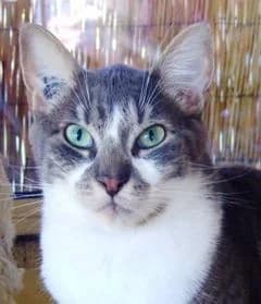 Miki, male puppy Mixed Breed for adoption at Asso 4A