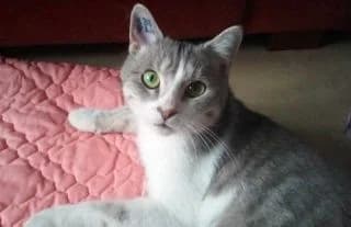 Jimbo, male Mixed Breed for adoption at Asso 4A