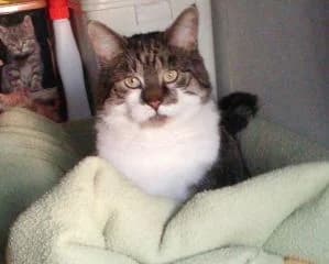 Didou, male Mixed Breed for adoption at Asso 4A