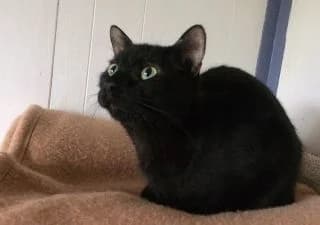 Dalton, male Mixed Breed for adoption at Asso 4A