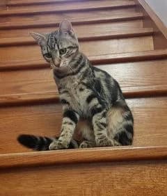 Okie, female Mixed Breed for adoption at Asso 4A