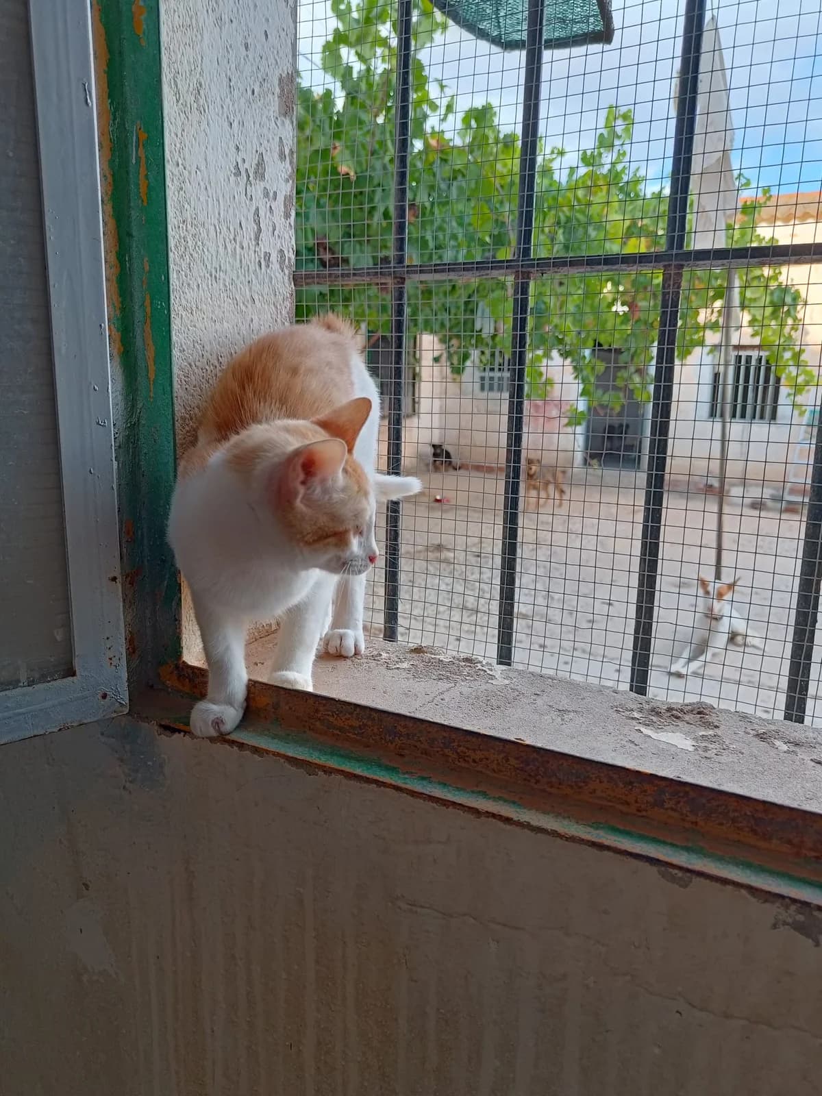BABOSA, female Mixed Breed for adoption at Association Kahlua, association kahlua