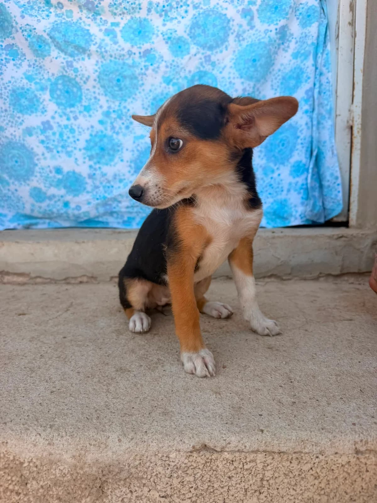 CHIKI, male puppy Mixed Breed for adoption at Association Kahlua, association kahlua