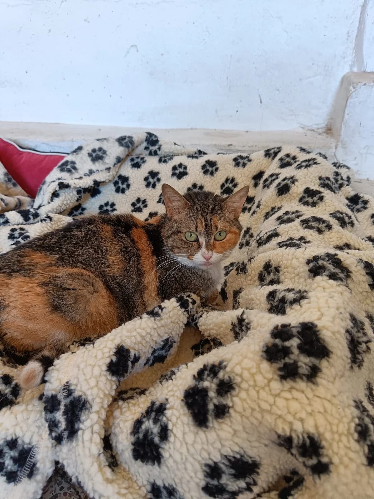 DUNIE, female Mixed Breed for adoption at Association Kahlua, association kahlua