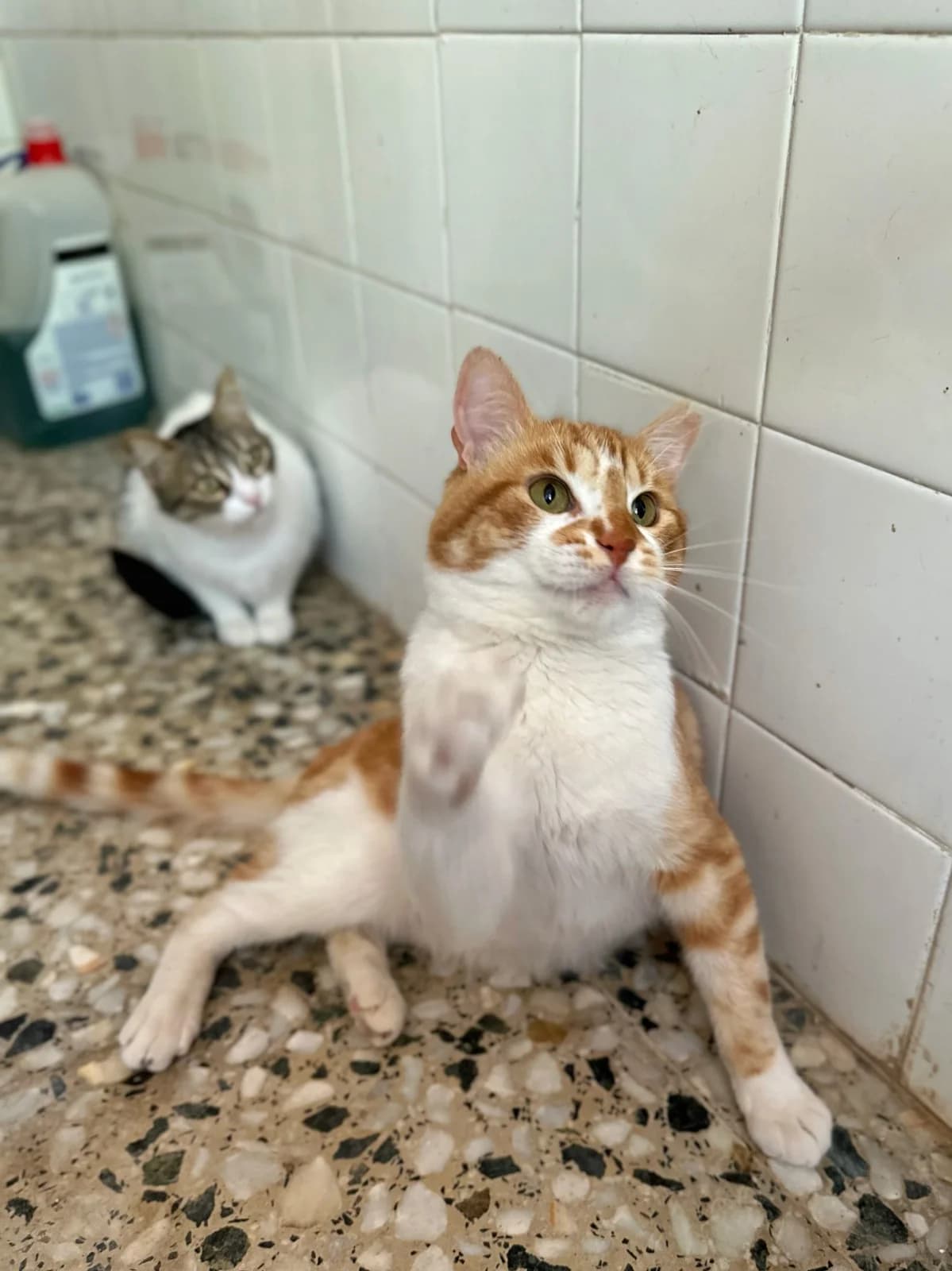 DUSIK, Mixed Breed (Association Kahlua)