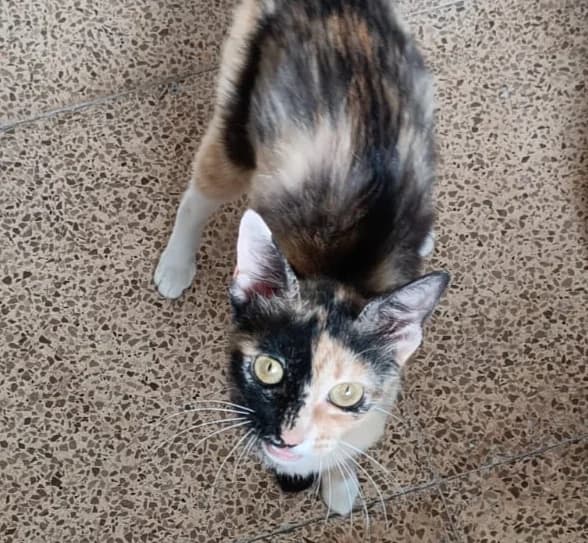 ENOLA, Mixed Breed (Association Kahlua)