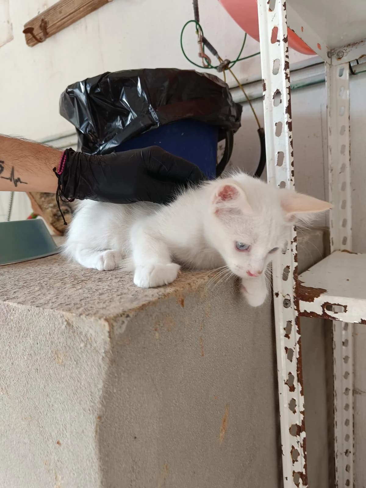 FELI, Mixed Breed (Association Kahlua)
