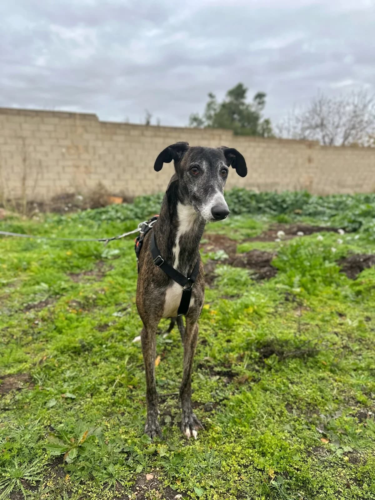 KODA, male Mixed Breed for adoption at Association Kahlua, association kahlua