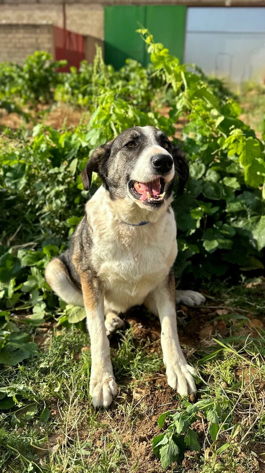 LOLA, Mixed Breed (Association Kahlua)