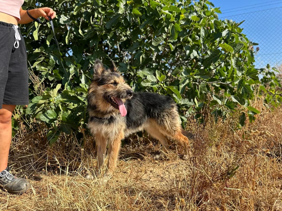 LUCA, Mixed Breed (Association Kahlua)
