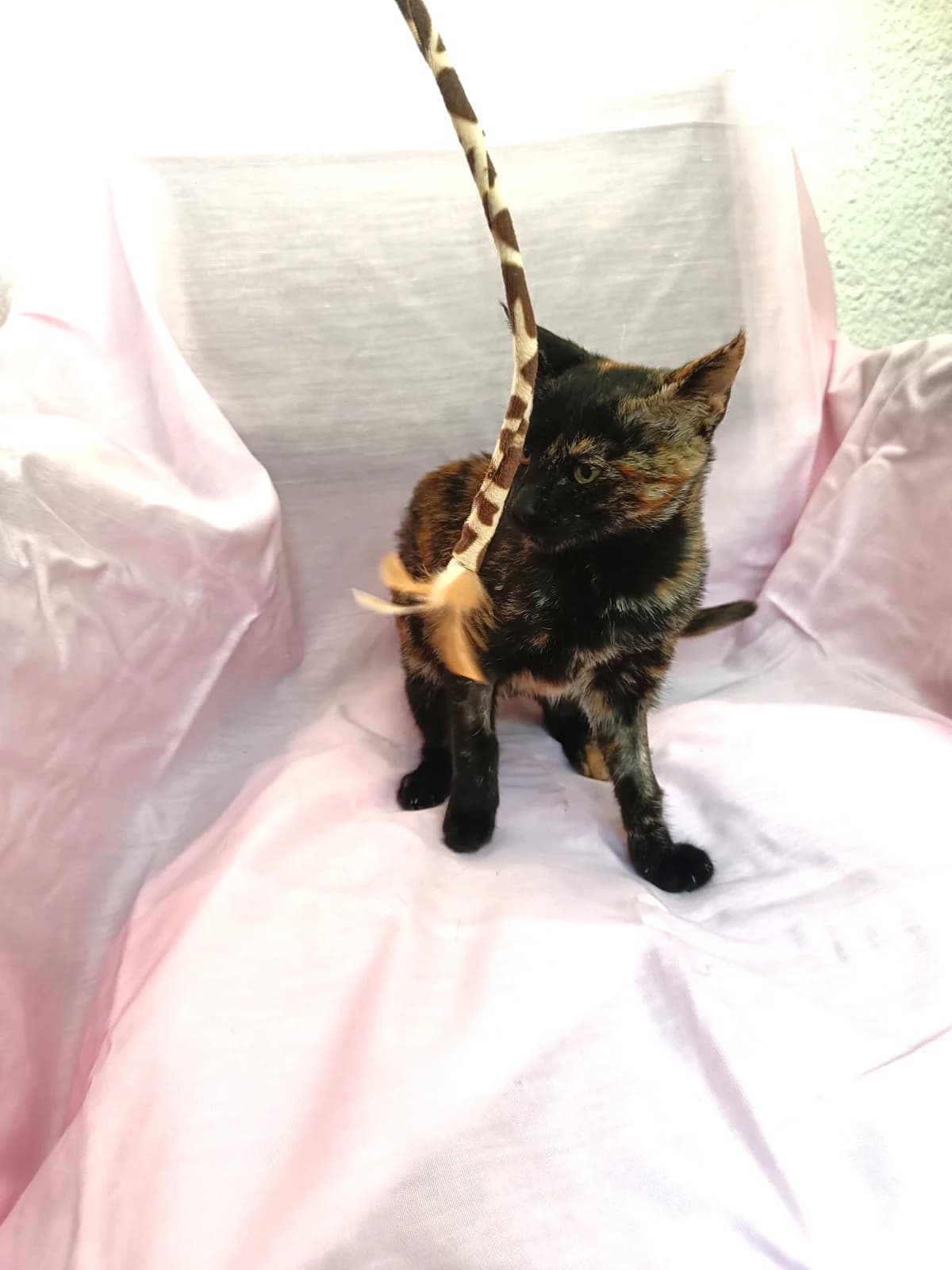 NAMAKA, female Mixed Breed for adoption at Association Kahlua, association kahlua