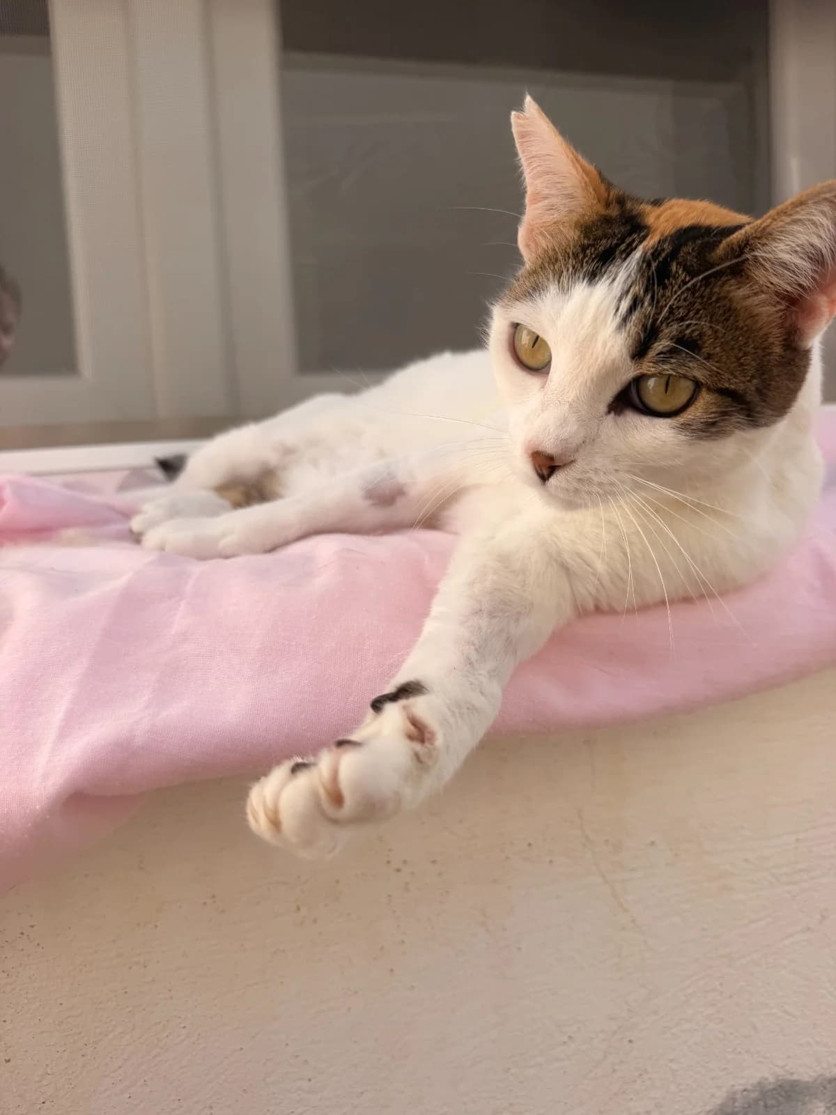 SARITA, Mixed Breed (Association Kahlua)