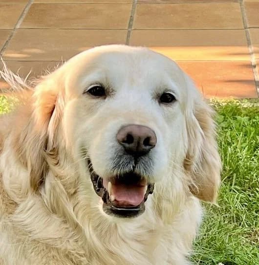 MALY – 8,5 ANS – ♀︎, female Mixed Breed for adoption at Association Ron'Rhône, Lyon