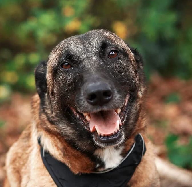 SOLEYA – 7 ANS – ♀︎,  Mixed Breed for adoption at Association Ron'Rhône, Lyon