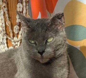 SKÖLL – 10 ANS – ♀︎,  Mixed Breed for adoption at Association Ron'Rhône, Lyon