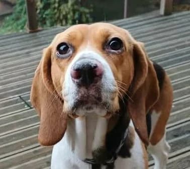 SHIMY – 4,5 ANS – ♀︎, female Mixed Breed for adoption at Association Ron'Rhône, Lyon