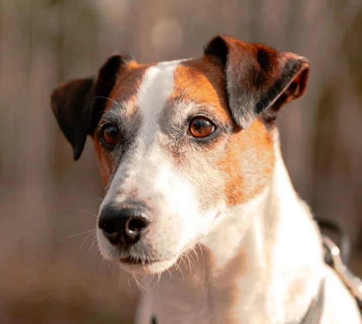 CHEWBA – 8,5 ANS – ♂︎, male Mixed Breed for adoption at Association Ron'Rhône, Lyon