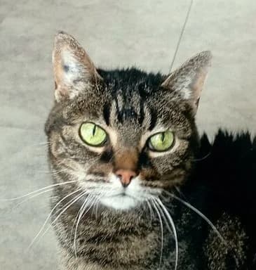 ELA – 16,5 ANS – ♀︎,  Mixed Breed for adoption at Association Ron'Rhône, Lyon