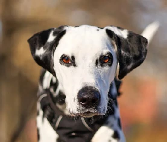 PAGA – 6,5 ANS – ♀︎, female Mixed Breed for adoption at Association Ron'Rhône, Lyon