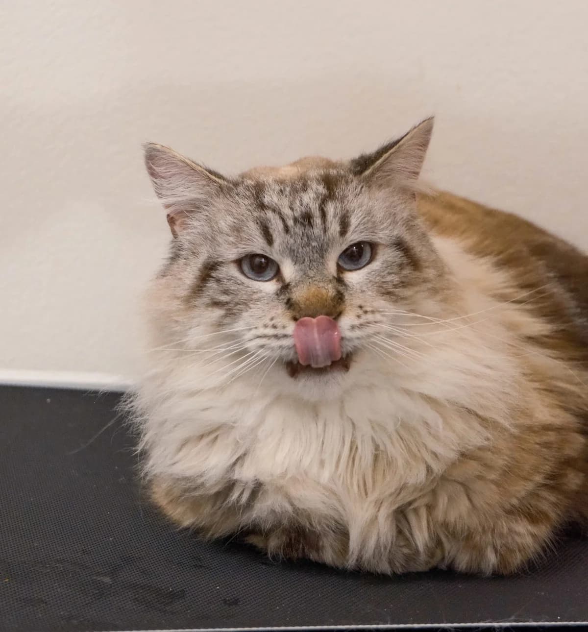 ZAÏRO – 5 ANS ♂,  Mixed Breed for adoption at Association Ron'Rhône, Lyon