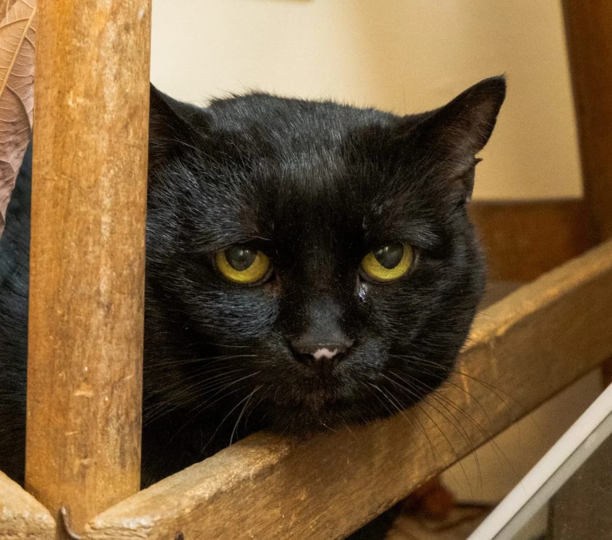 KAGE – 11 ANS ♂,  Mixed Breed for adoption at Association Ron'Rhône, Lyon