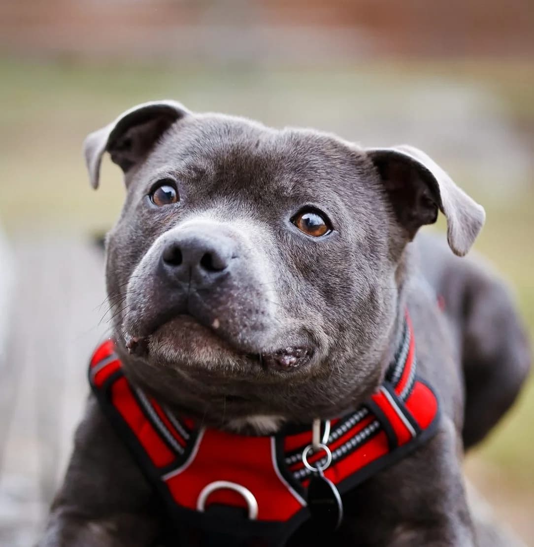 DENDE – 5 ANS – ♂, male Mixed Breed for adoption at Association Ron'Rhône, Lyon