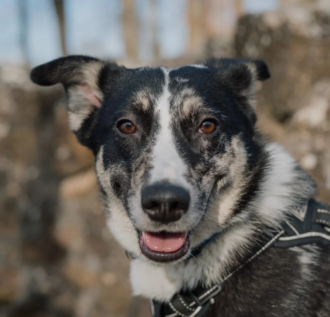 SOLÉA – 2 ANS ♀, female Mixed Breed for adoption at Association Ron'Rhône, Lyon