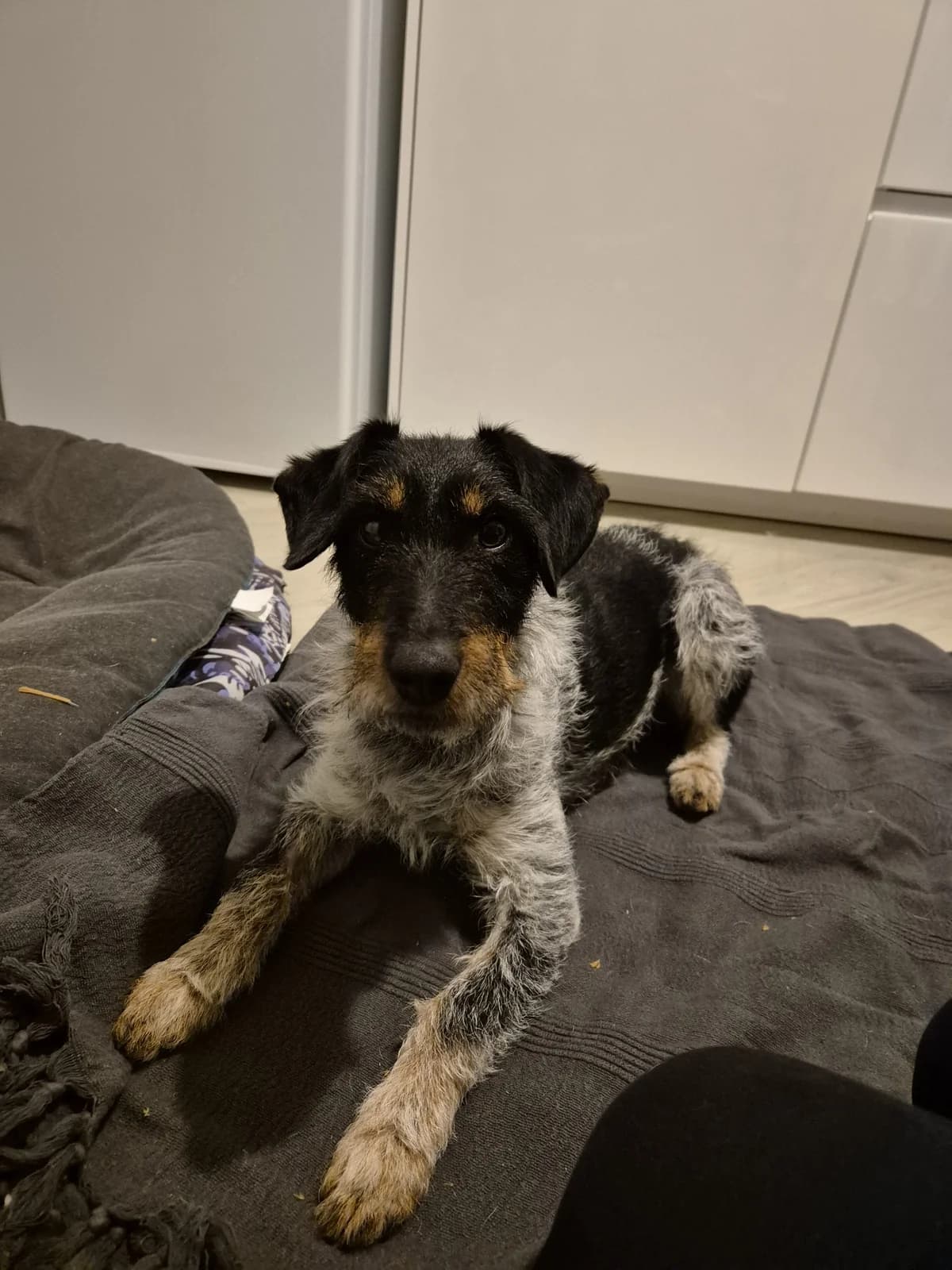 POE – 4 ans – ♀︎, female Mixed Breed for adoption at Association Ron'Rhône, Lyon