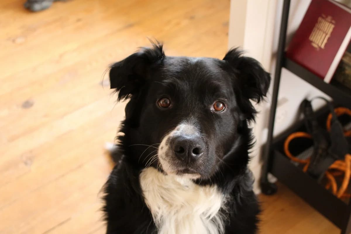 PETTER – 8 ans – ♂︎,  Border Collie for adoption at Association Ron'Rhône, Lyon
