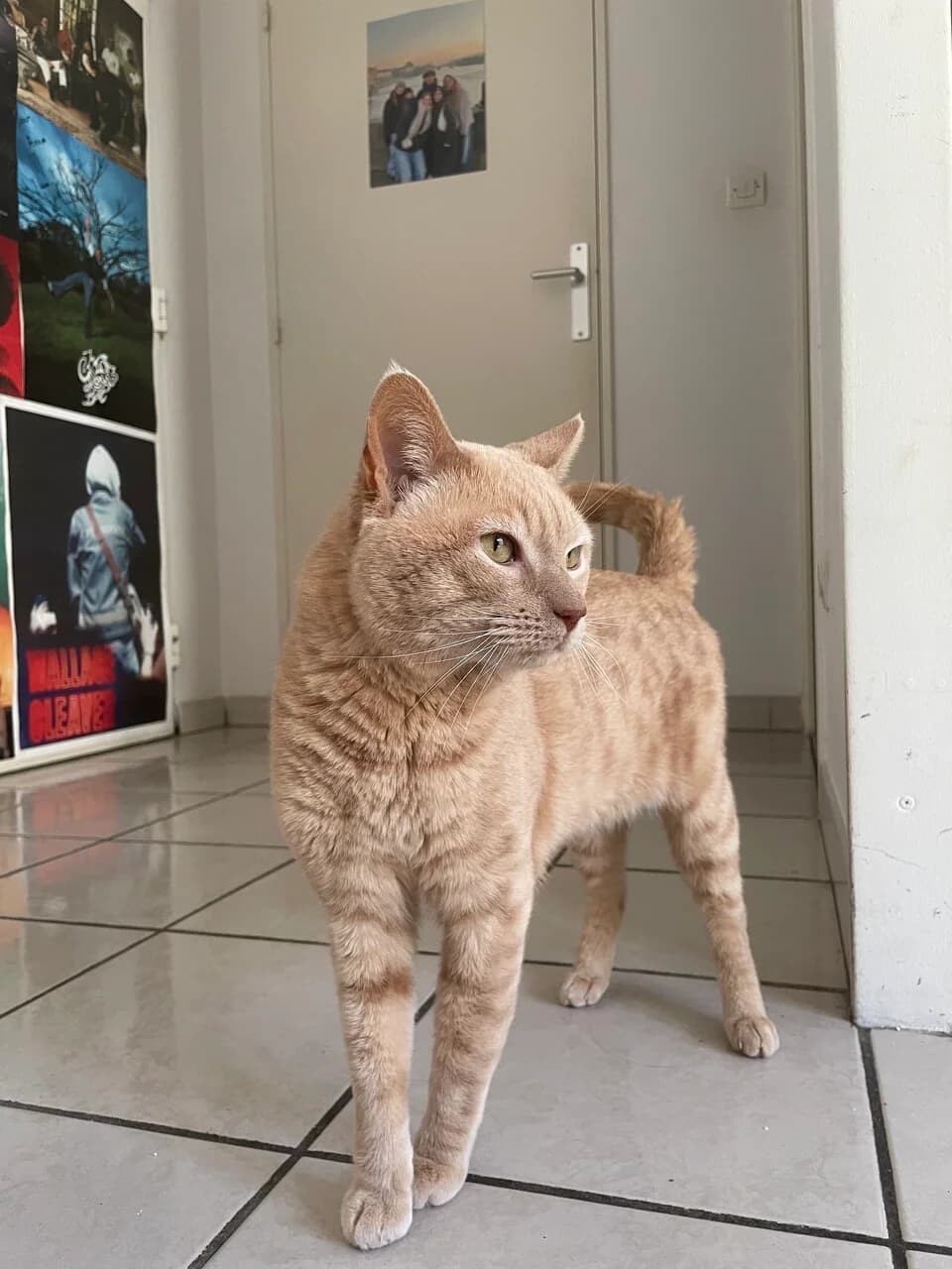 OPAL – 6 ANS – ♂︎,  Mixed Breed for adoption at Association Ron'Rhône, Lyon