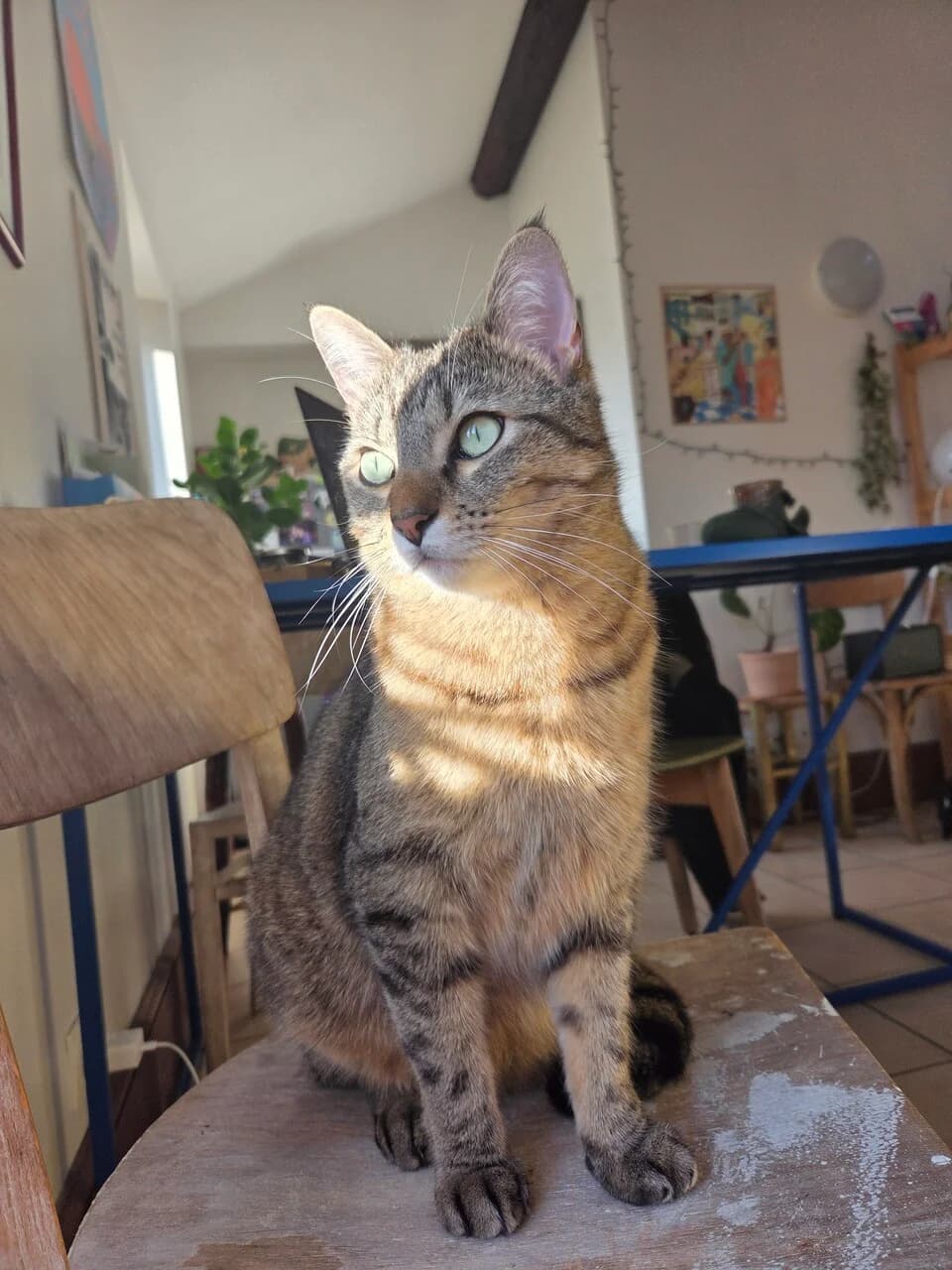 BODO – 2,5 ANS – ♂︎,  Mixed Breed for adoption at Association Ron'Rhône, Lyon