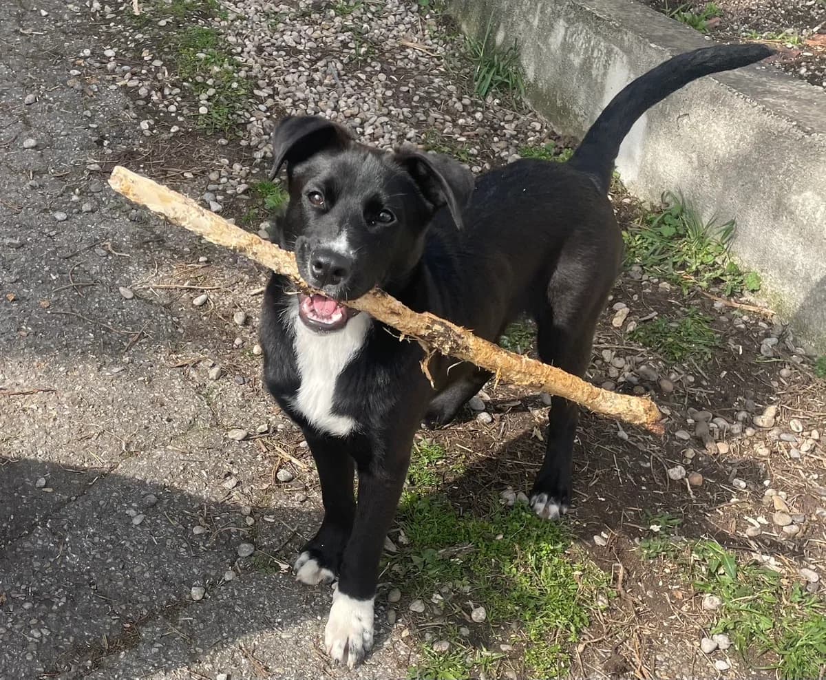 LULLA – 6 mois – ♀︎, female Mixed Breed for adoption at Association Ron'Rhône, Lyon