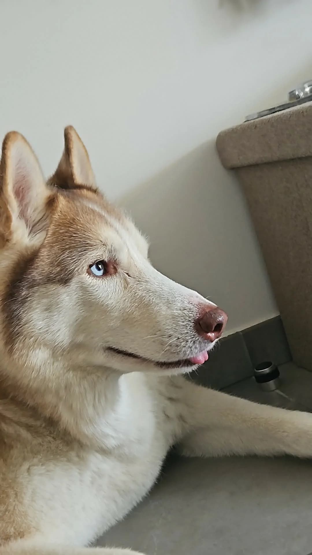 ASLANN – 7 ans – ♂︎, male Mixed Breed for adoption at Association Ron'Rhône, Lyon