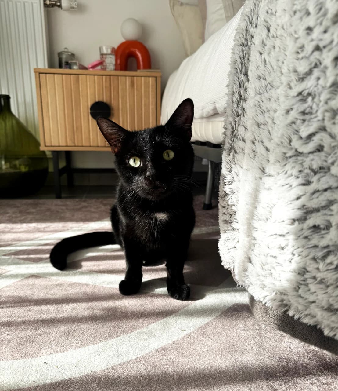 BALTO – 3 ans – ♂︎,  Mixed Breed for adoption at Association Ron'Rhône, Lyon