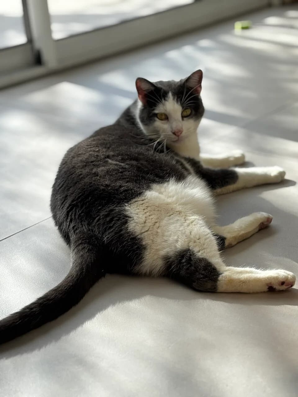 FLYN – 7,5 ans – ♂︎,  Mixed Breed for adoption at Association Ron'Rhône, Lyon