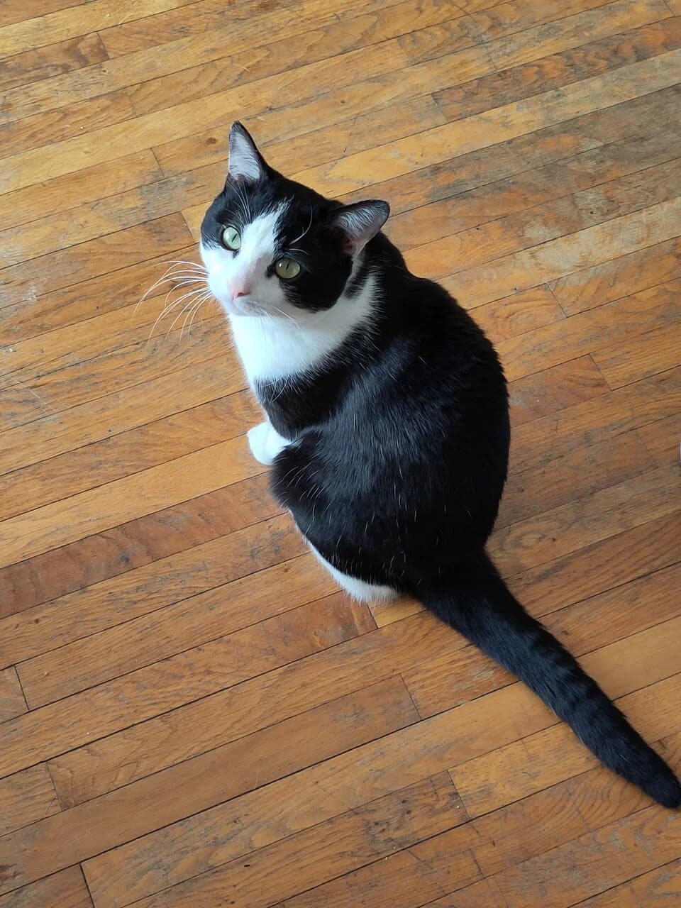 ACHILLE – 1,5 ans – ♂︎,  Mixed Breed for adoption at Association Ron'Rhône, Lyon