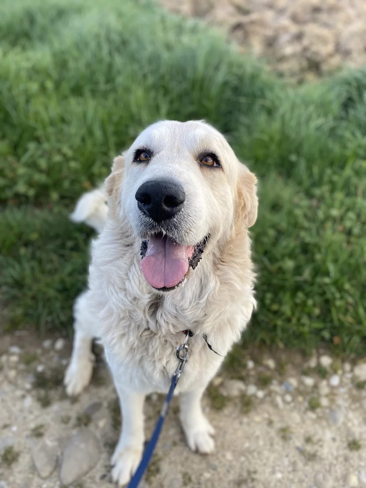 MIE – 5 ans – ♀︎, male Mixed Breed for adoption at Association Ron'Rhône, Lyon
