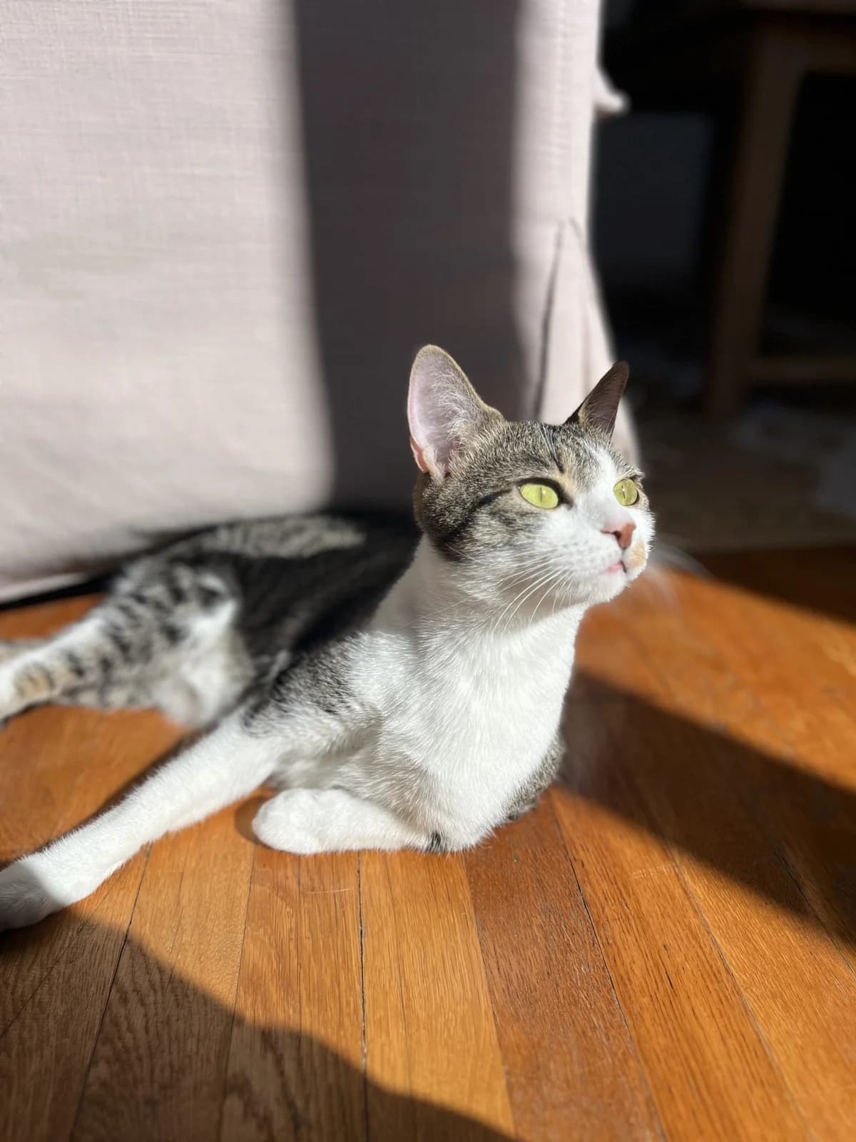 BÉA – 1 ans – ♀︎,  Mixed Breed for adoption at Association Ron'Rhône, Lyon