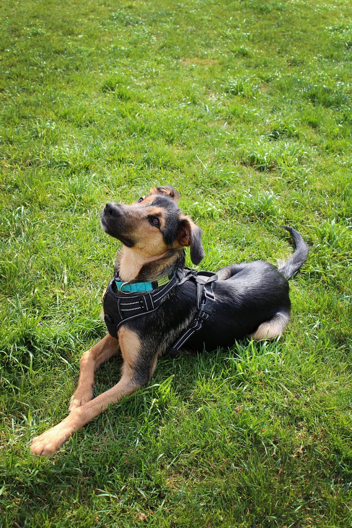 OSLOW – 6 mois – ♂, male Mixed Breed for adoption at Association Ron'Rhône, Lyon