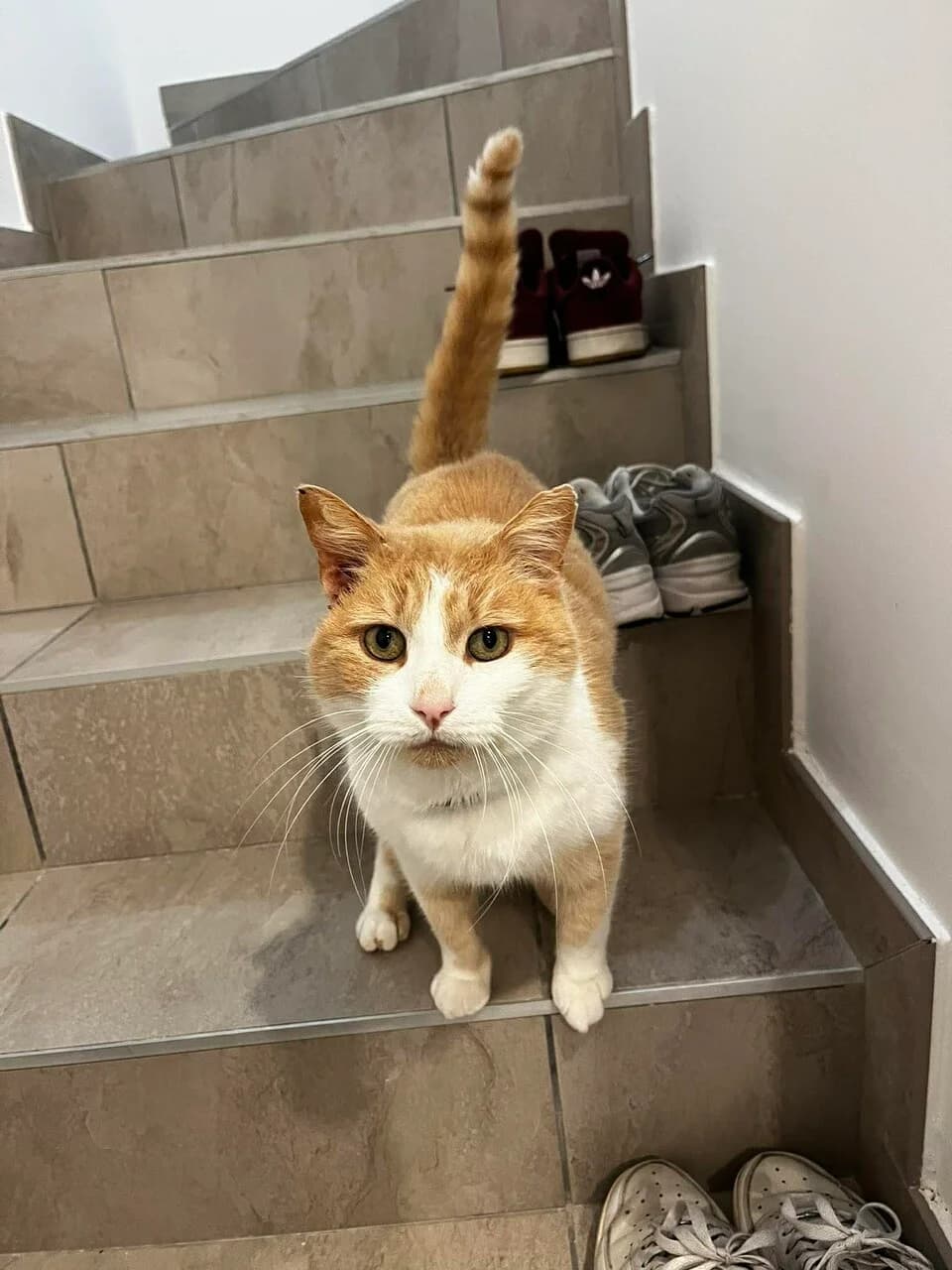 BULL – 11 ans – ♂︎,  Mixed Breed for adoption at Association Ron'Rhône, Lyon