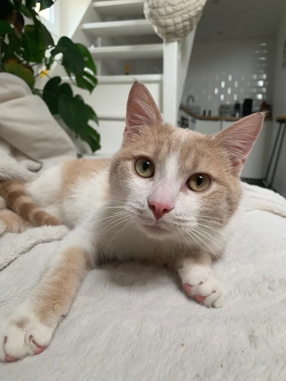 LUMIO – 8 mois – ♂,  Mixed Breed for adoption at Association Ron'Rhône, Lyon